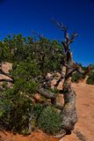 Twisted - Utah19-2-0826