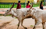 Headed home - India-2-1648
