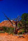 Utah19-2-0835