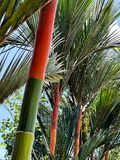 08-24  Red bamboo 0342