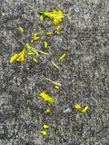 02-16 Chipmunk sampled Tete a tete daffodils i4035