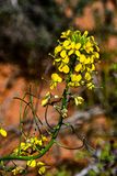 A desert mustard Utah19-2-0900