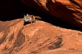 Chipmunk Utah19-2-0923