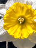 2024 03 27 Daffodil i4683