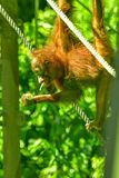 08 24 Young Orangutan 3844