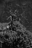 05 02 Utah19-2-0961-2bw