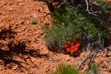 05 02 Claret cup cactus Utah19-2-0965-2cr