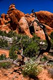 A desert garden of shapes and forms - Utah19-2-0970