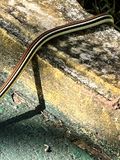 08 24 A very fast bronzeback snake i0376