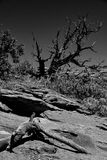 Utah19-2-0976-2