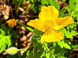 2024 03 31 Celandine or Wood poppy i4780