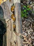 2024 04 22 Parasitic wasps on what are likely solitary bee larvae i5073