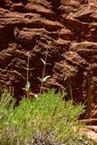 tbd - Utah19-2-0998