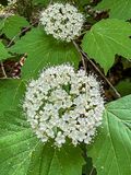 2024 04 28 Mapleleaf viburnum i5254