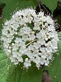 2024 04 28 Mapleleaf viburnum i5253