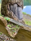 06 30 Beaver feeding and damage i1514