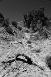 Utah19-2-1022-2bw