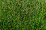 06 13 Sedges - At Giants Causeway - 5067