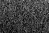 06 13 Sedges - At Giants Causeway - 5067-2bw