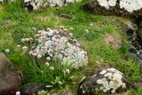 06 13 At Giants Causeway - 5070