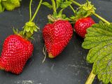 2024 05 11 Strawberries i5372