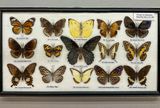 2024 05 14 Riker mount of butterflies from south and Southeast Asia i5436
