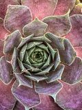 2024 05 13 Succulent i5409