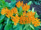 05 22 Butterfly milkweed 5514-1