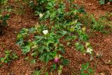 Cotton in bloom 1922