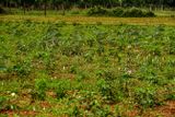 More weeds than cotton India-2-1927