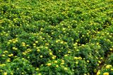 Chrysanthemums India-2-1928