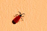 08 25 A fire-colored beetle 4062