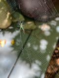 2024 05 30 Joro spiders are off to a good start this year! i5645