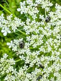 2024 06 04 Two upper insects: Historically called negro bugs or ebony bugs i5765