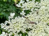 2024 06 04 Gasteruptiidae wasp, female i5736