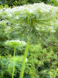 2024 06 04 Queen Annes Lace i5766