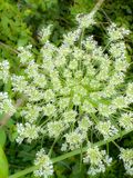 2024 06 04 Queen Annes Lace i5775