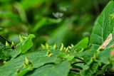06 30 Witch-hazel cone galls 5837