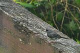 2024 06 06 Junco in June 0301