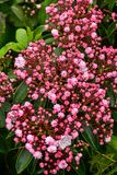 2024 06 06 Mountain laurel 0298