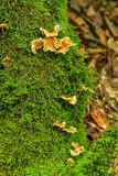 2024 06 06 Fungus and moss 0333