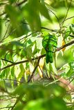 08 25 Greater Green Leafbird female 4079