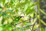 08 25 Lesser Green Leafbird male 4081