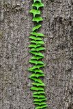 08 24 Seagull vine 3962
