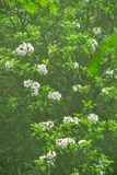 2024 06 06 Mountain laurel in the fog 0337