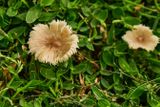Mushrooms India-2-1942