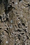08 24 Bark texture 3969