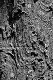 08 24 Bark texture 3969-2bw