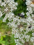 2024 06 04 Mordellid beetles i5746