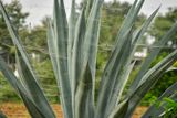 Spider webs on agave India-2-1944